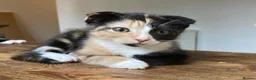Scottish Fold cats for sale: Three Stunning Girls and Two Charming Boys - Advert 7