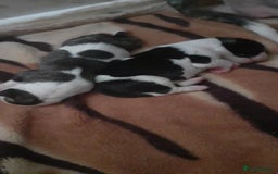 Mixed Breed dogs for sale: American Bulldog puppies - Image 9
