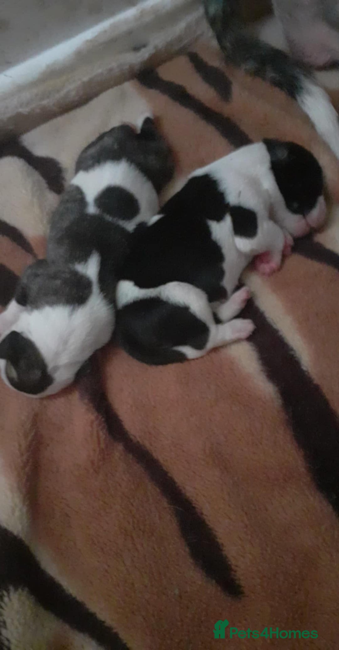 Mixed Breed dogs for sale: American Bulldog puppies - Image 9