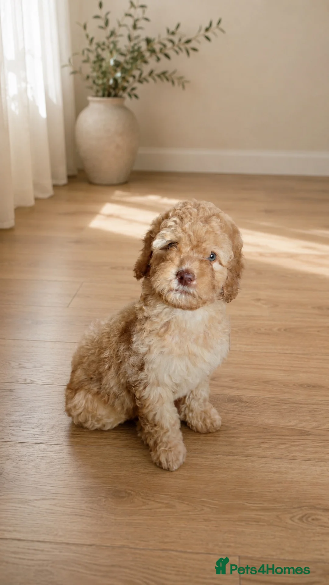 Labradoodle dogs for sale: READY NOW 1 Girl Remaining Labradoodles  - Advert 2
