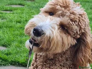 Goldendoodle dogs Multigenerational Goldendoodle Girls Licensed - Advert 4