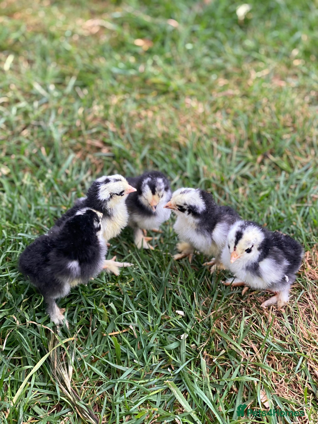 Chickens poultry for sale: Hatching eggs, Chicks & Ducklings - Image 13