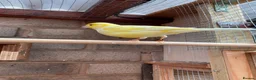 Canaries birds for sale: Cock Fife Canary in Northwich - Advert 5