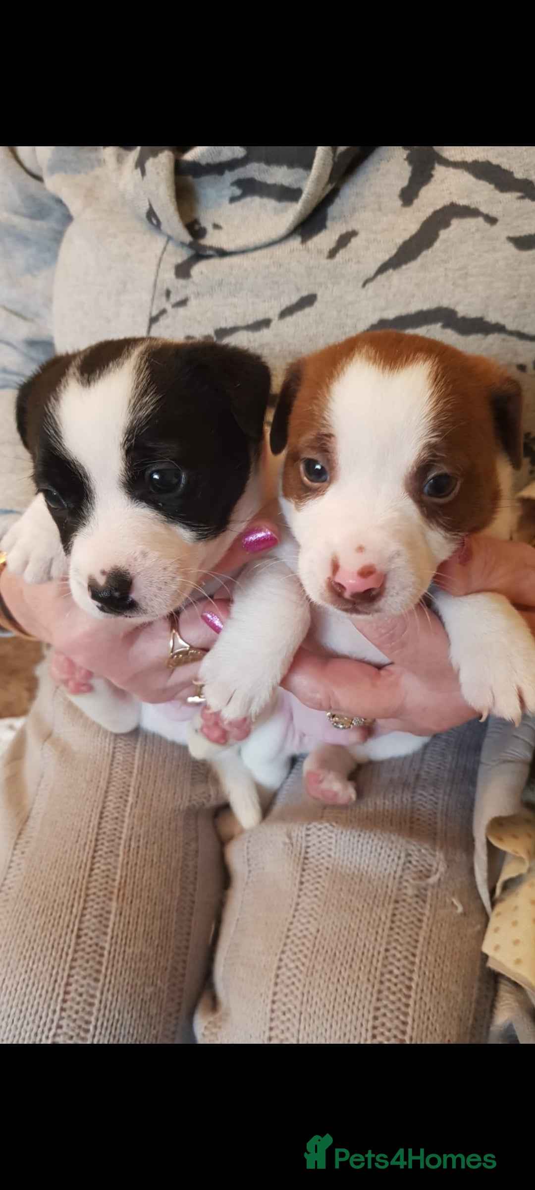 Jack Russell dogs for sale: Truly Superb  Russels - Advert 9