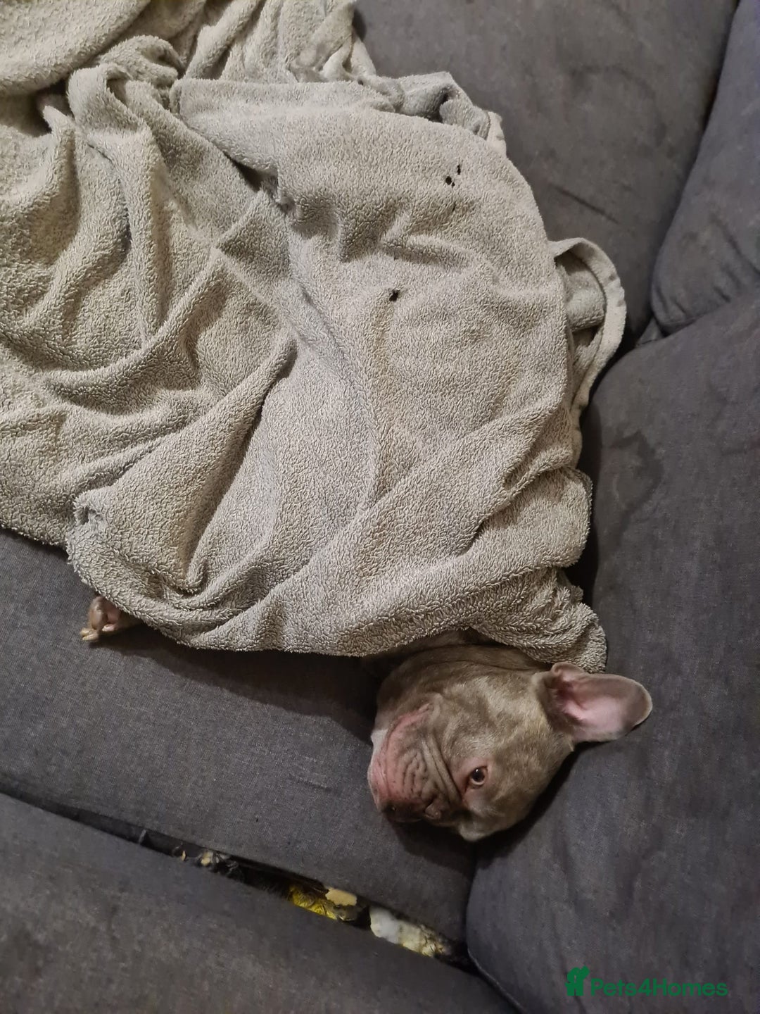 French Bulldog dogs for adoption: ❤️🐶 TILLY & 💙🐶 MARLEY – Two Loving Companions - Advert 16