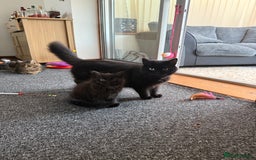 Mixed Breed cats for sale: Beautiful Fluffy Black Female Kitten  - Image 7