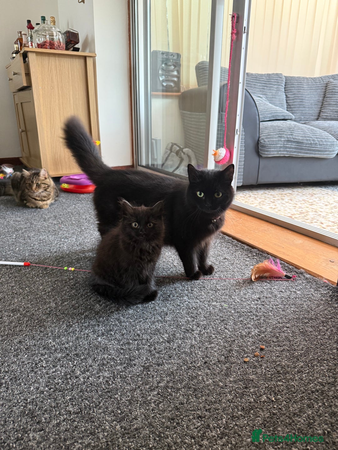 Mixed Breed cats for sale: Beautiful Fluffy Black Female Kitten  - Image 7