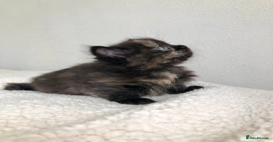 Siberian cats - Advert 2