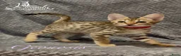 Savannah cats for sale: Young adult F3 female on active register  - Advert 6