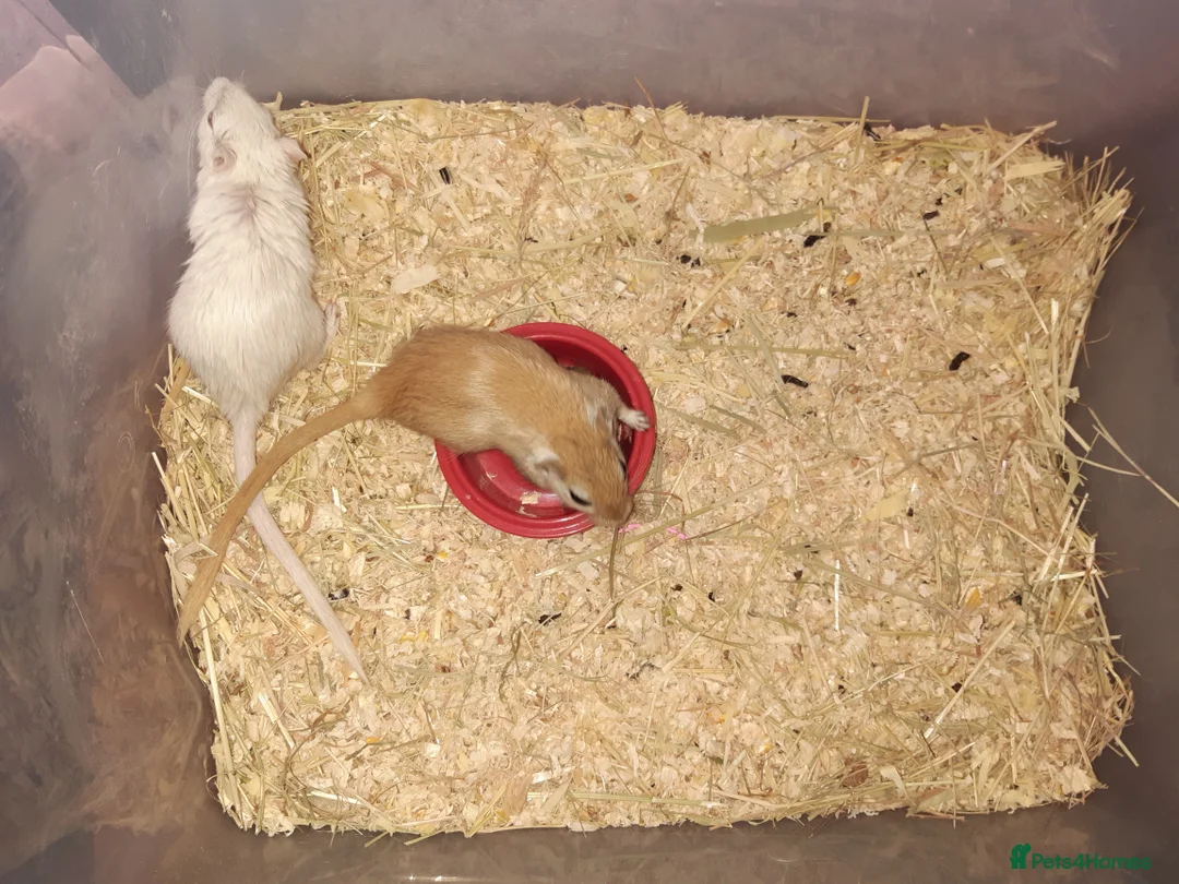 Gerbil rodents for sale: Super friendly gerbils from hobby breeder  - Advert 7