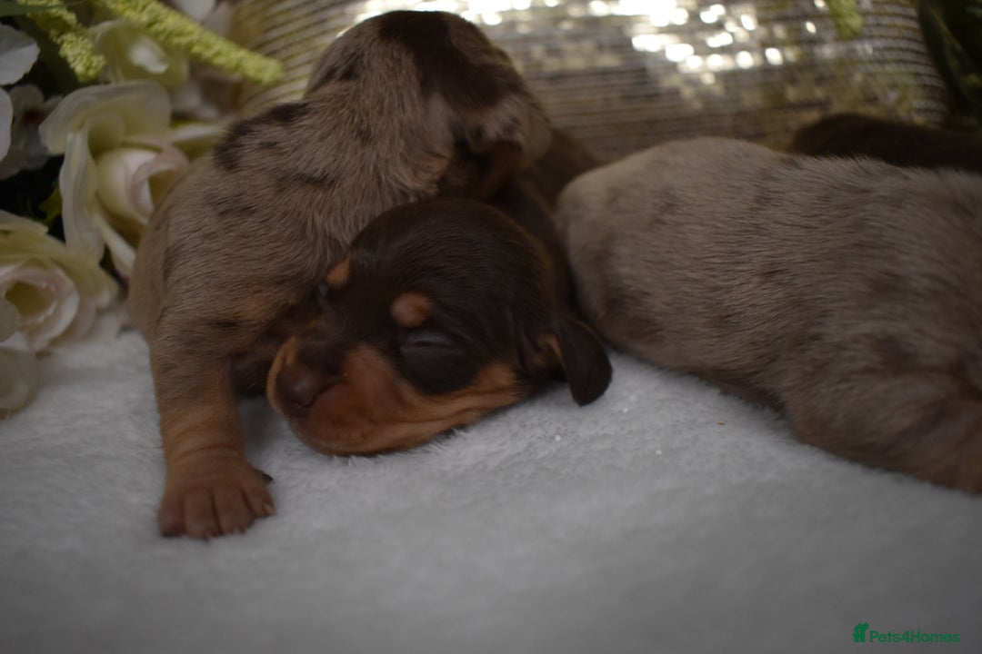 Miniature Dachshund dogs for sale: KC Smooth Coat Miniature Dachshund Puppies - Advert 3