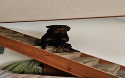 Mixed Breed dogs for sale: Mastiff x Rottweiler  - Image 14