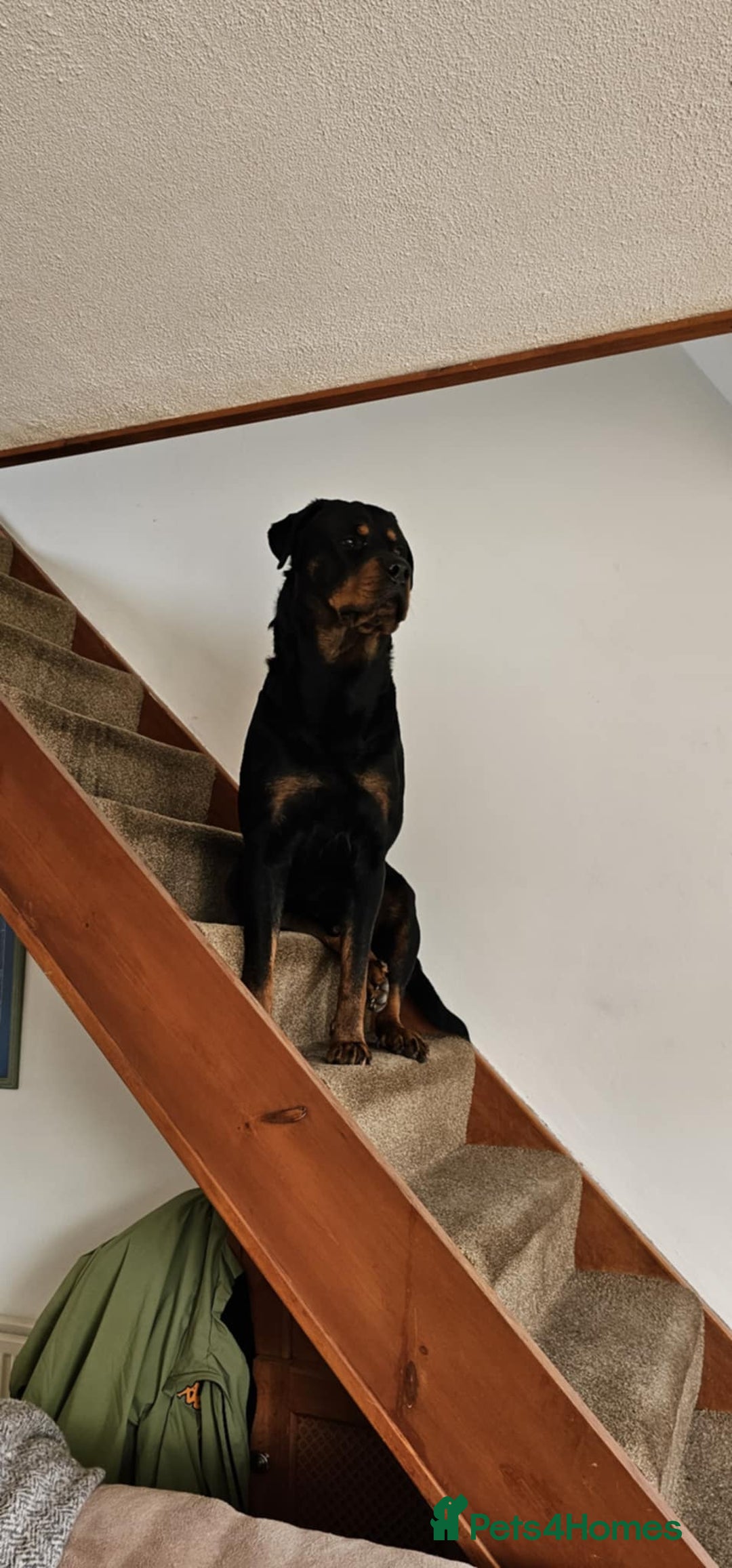 Mixed Breed dogs for sale: Mastiff x Rottweiler  - Image 14