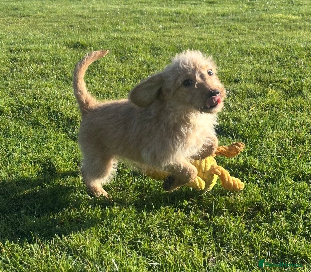 Labradoodle dogs ⭐️Fully Health Tested F1 Miniature Labradoodles⭐️ - Advert 2