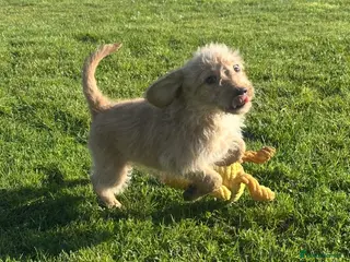 Labradoodle dogs ⭐️Fully Health Tested F1 Miniature Labradoodles⭐️ - Advert 2