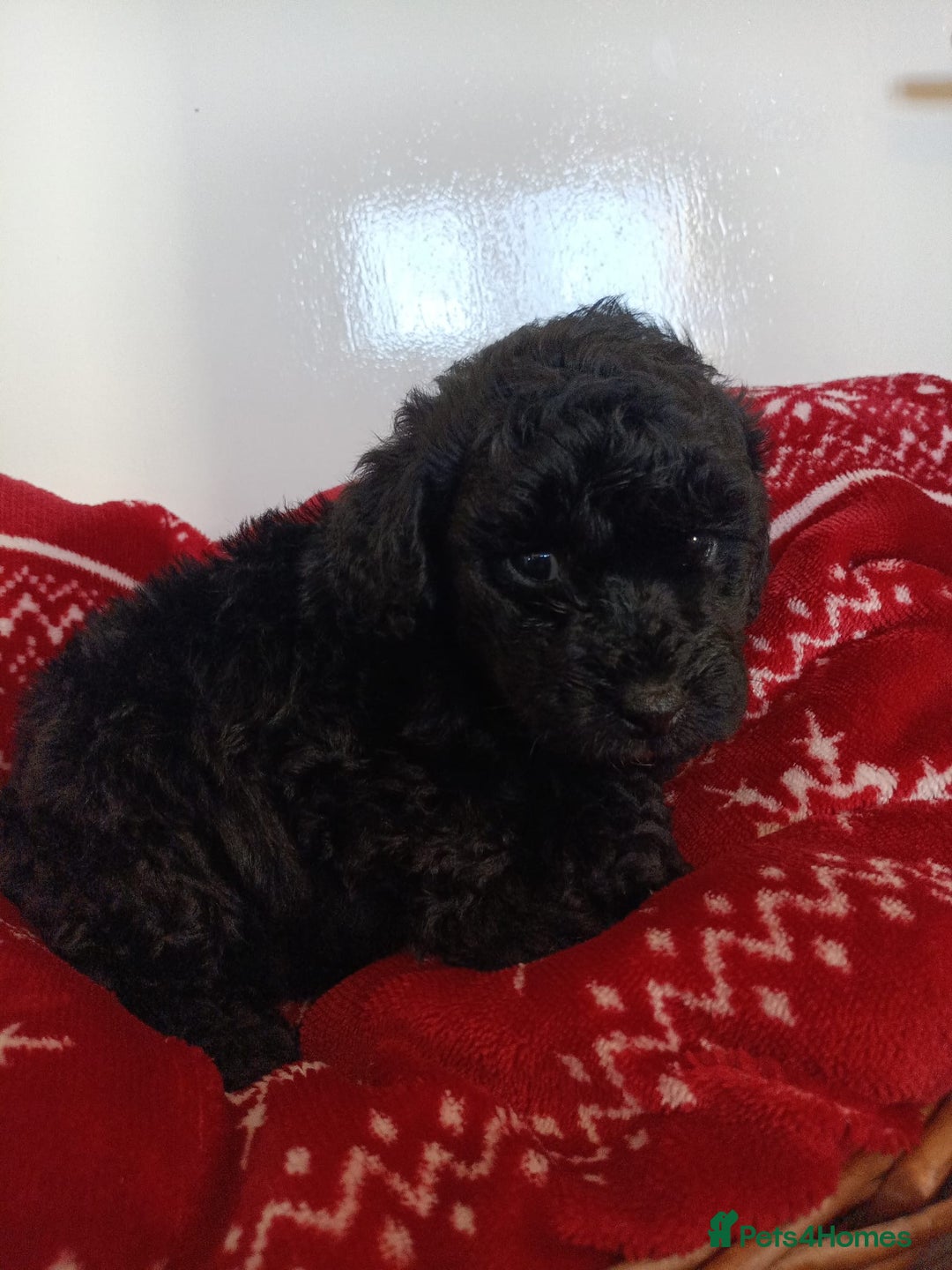 Toy Poodle dogs for sale: Reduced Remaining Toy poodle kc registered  - Advert 22