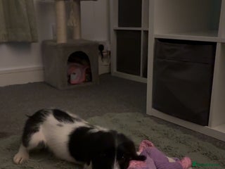 Mixed Breed dogs Cockerjack girl - Advert 1