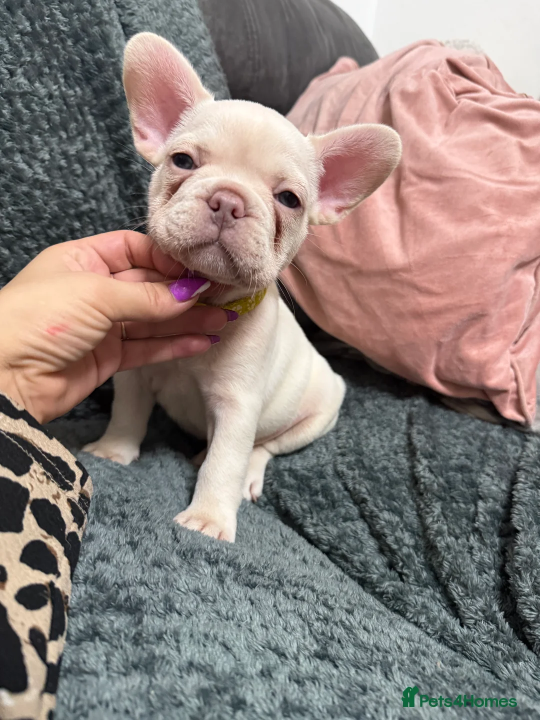 French Bulldog dogs for sale: Cream/ platinum French Bulldog puppy , ready now❤️ - Advert 10
