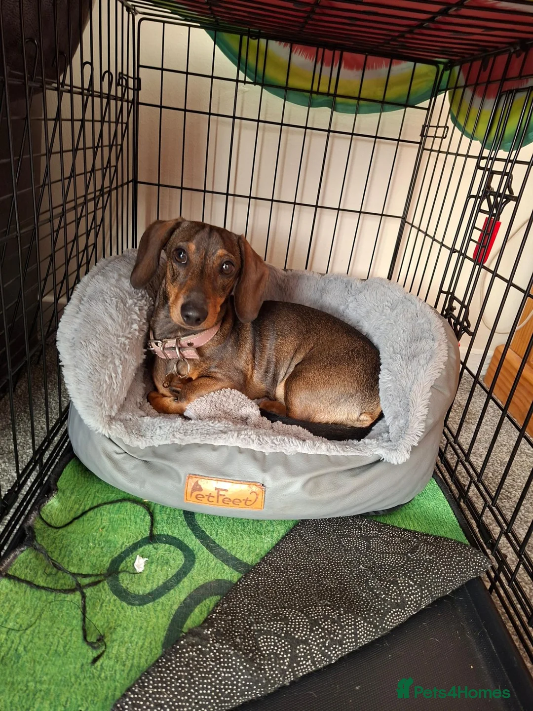 Dachshund dogs for sale: Mabel - Advert 11