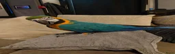 Macaws birds for sale: Missy the Macaw in Bristol - Advert 5