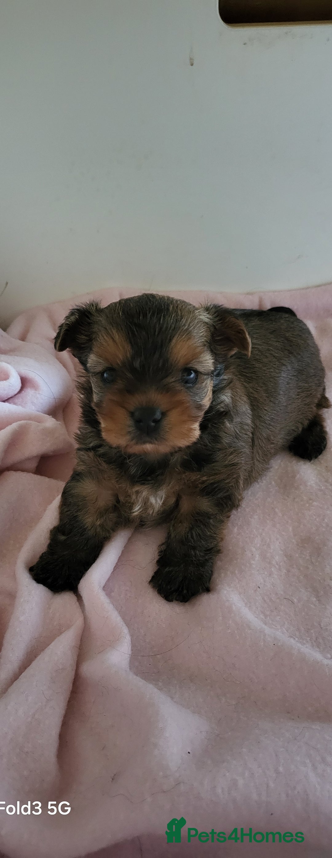 Yorkshire Terrier dogs for sale: Yorkie  - Advert 4