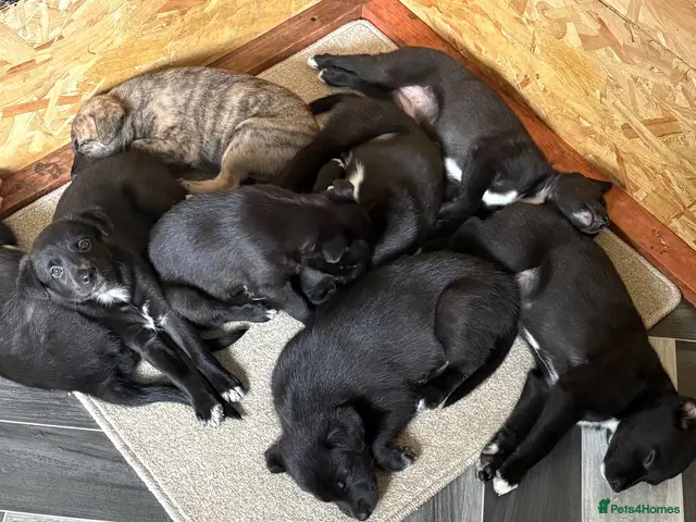 Lurcher dogs for sale: Collie whippet greyhounds - Advert 4