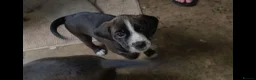 Mixed Breed dogs for sale: ADORABLE Boxer x puppies - Advert 12