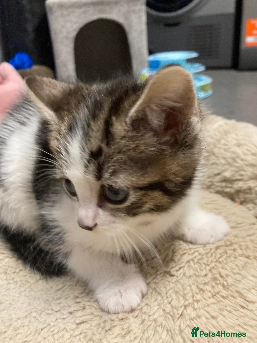 Mixed Breed cats for sale: 🐾 8 week old Beautiful girl Kitten - Advert 7