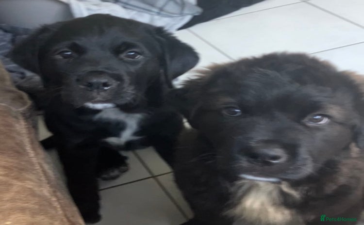 Mixed Breed dogs - Advert 1