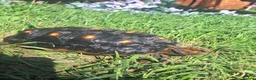 Tortoise reptiles for sale: Female Redfoot tortoise - Advert 7