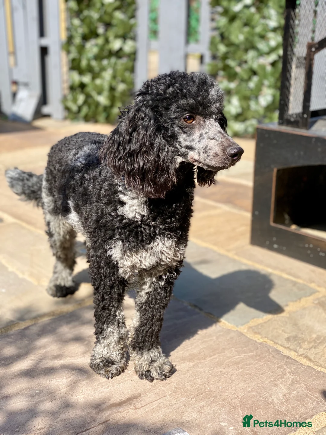 Sproodle dogs for stud: BLUE MERLE MIN POODLE FULLY HEALTH TESTED in Chippenham - Advert 5