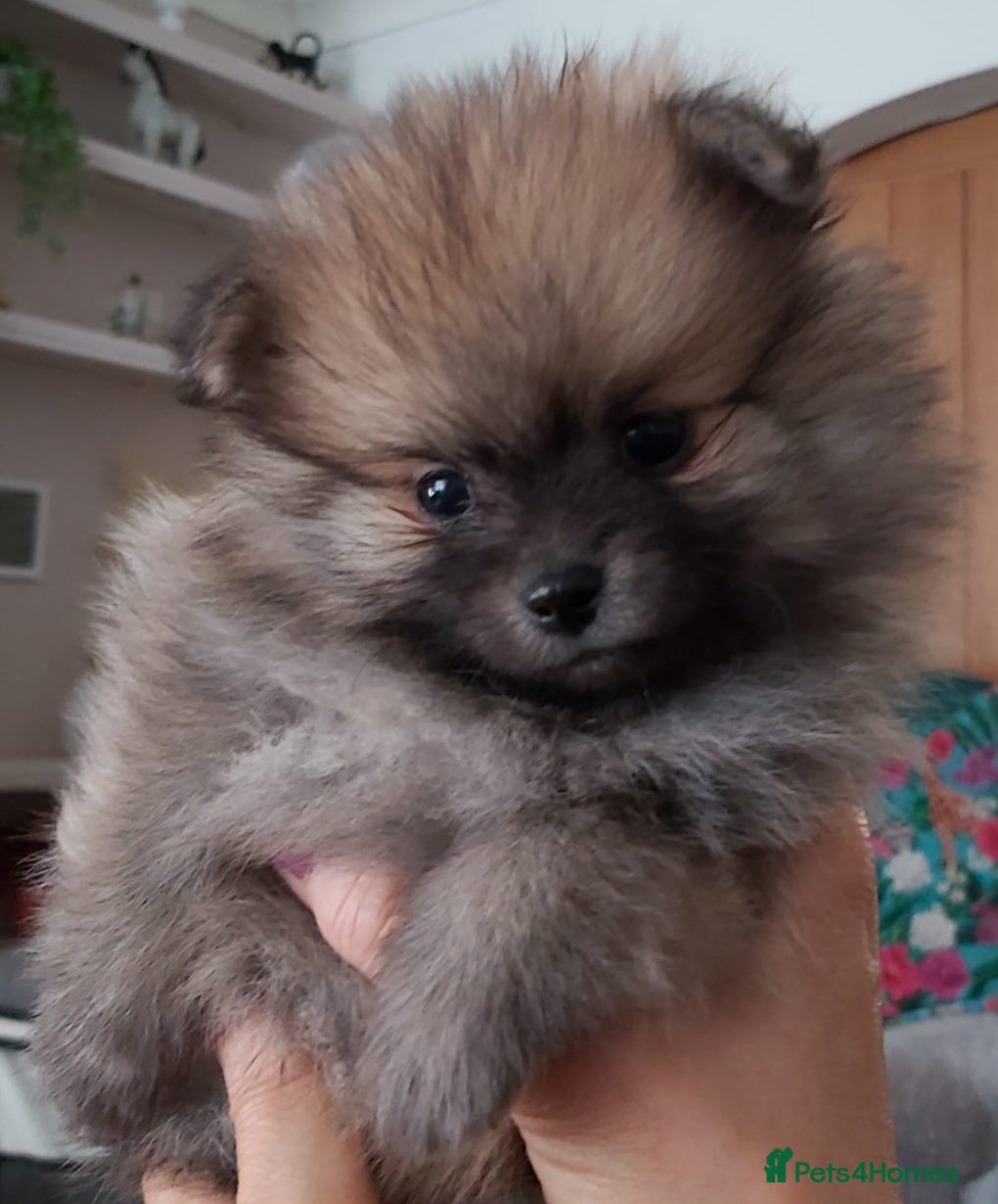 Pomeranian dogs Little pom babies  - Advert 9