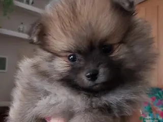 Pomeranian dogs Little pom babies - Advert 9