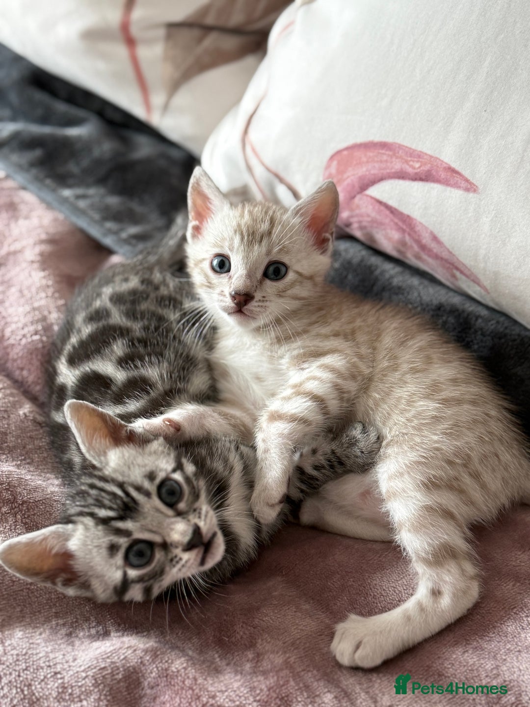 Bengal cats for sale: 💙Stunning Silver Mink Bengal TICA registered  - Image 23