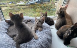 Maine Coon cats for sale: Beautiful Maine Coon X kittens  - Image 7