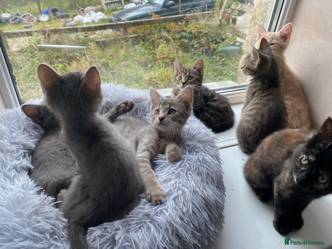 Maine Coon cats for sale: Beautiful Maine Coon X kittens  - Image 7