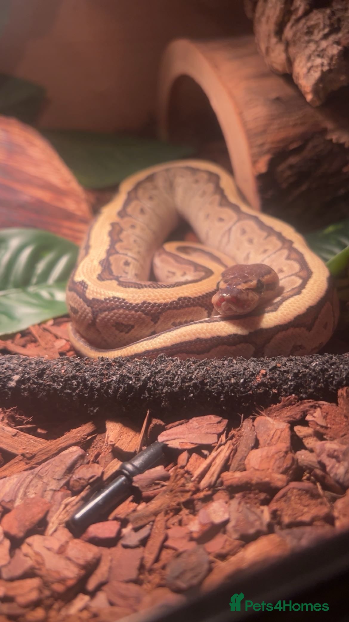 Python Snake reptiles Lesser pin ball python  in Leamington Spa - Advert 3