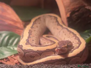 Python Snake reptiles Lesser pin ball python in Leamington Spa - Advert 2