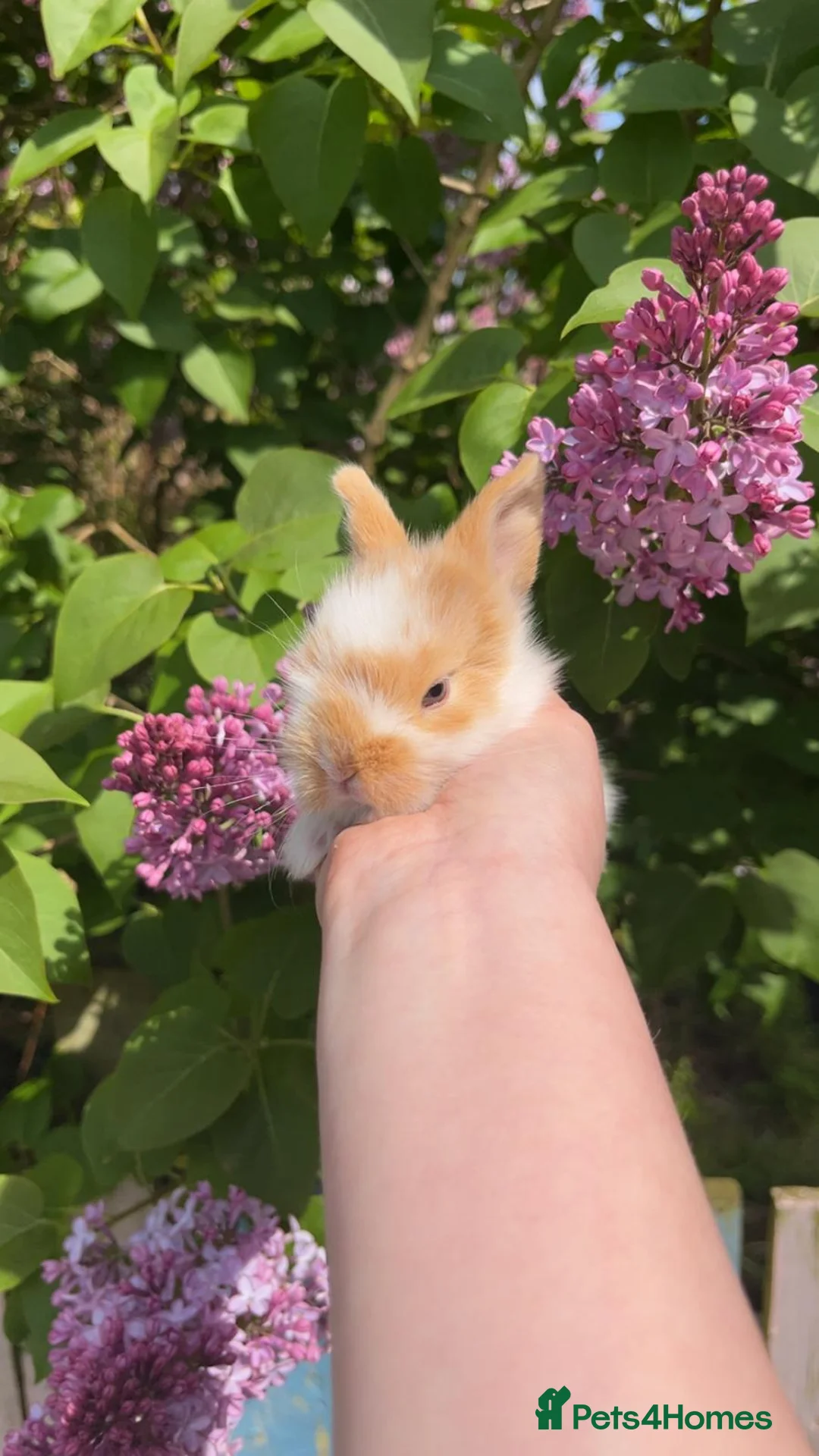 Mixed Breed rabbits for sale: Baby rabbits lion head mixed with mini lop - Advert 2