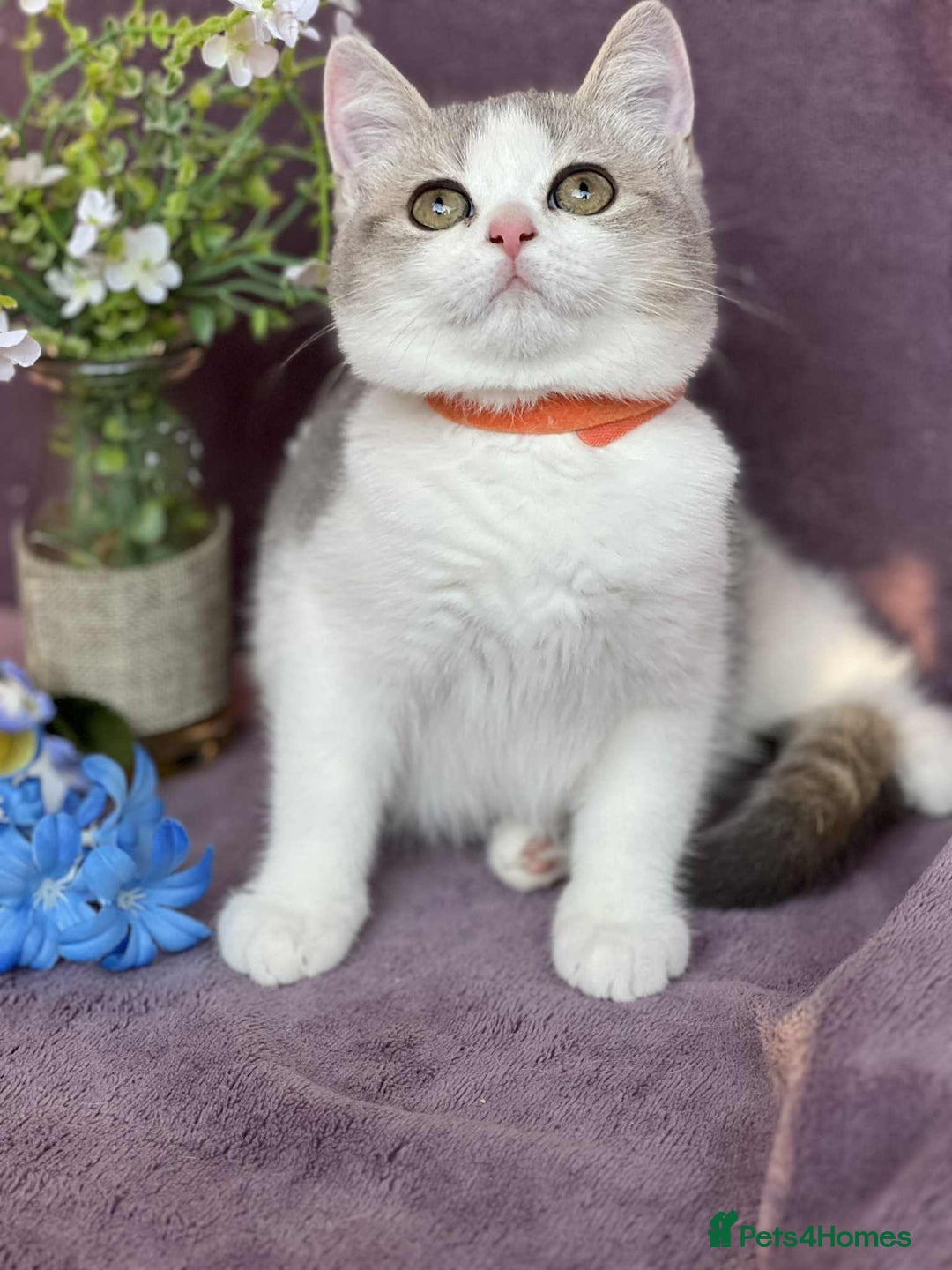 British Shorthair cats for sale: OPEN TO OFFERS TICA registered BSH kittens - Image 3