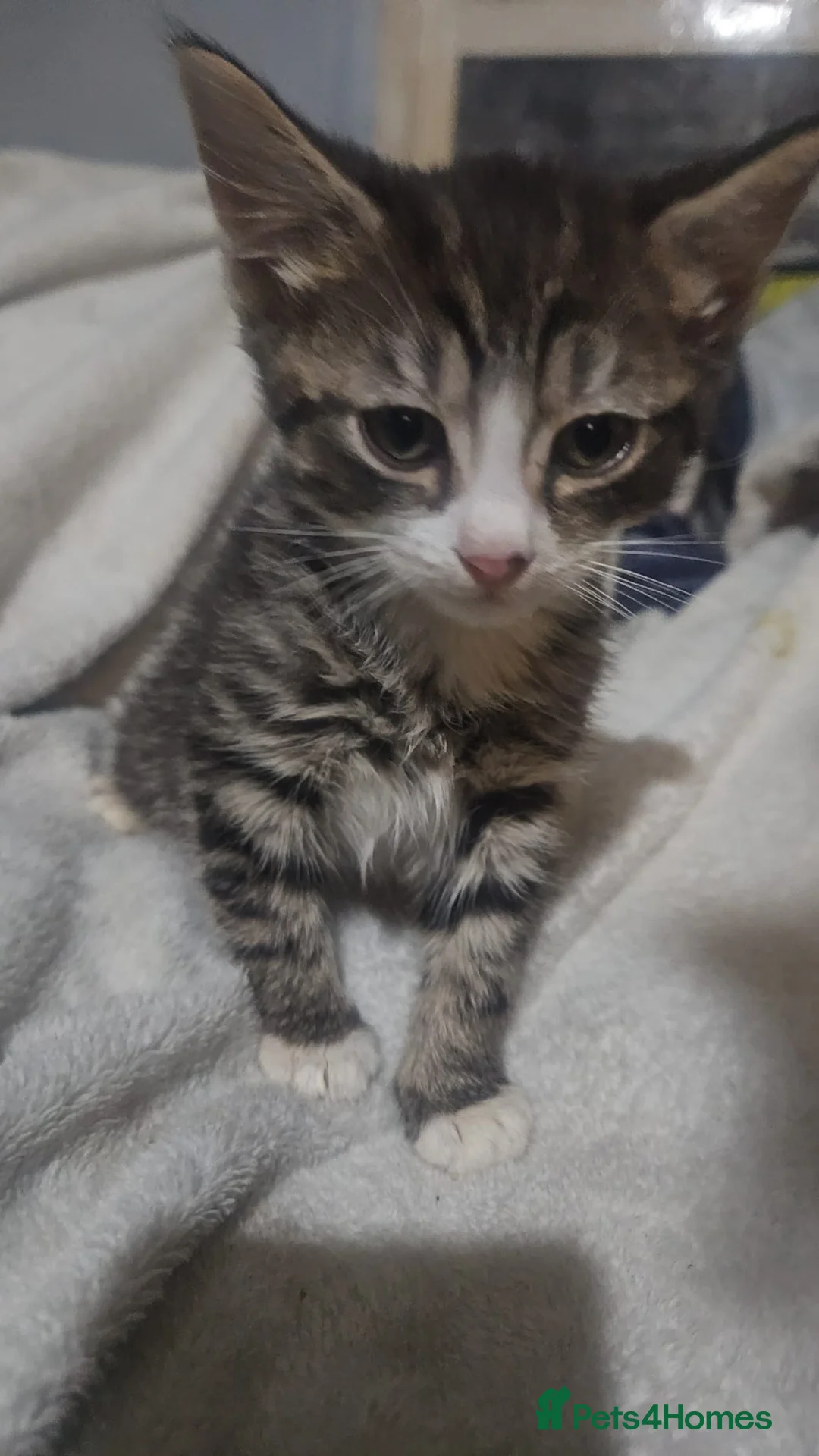 Mixed Breed cats for sale: Mixed exotic kittens - Advert 6