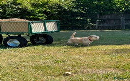 Golden Retriever dogs for sale: ⭐️Fantastic⭐️KC Reg Puppy⭐️Healthy Golden Ret - Image 10