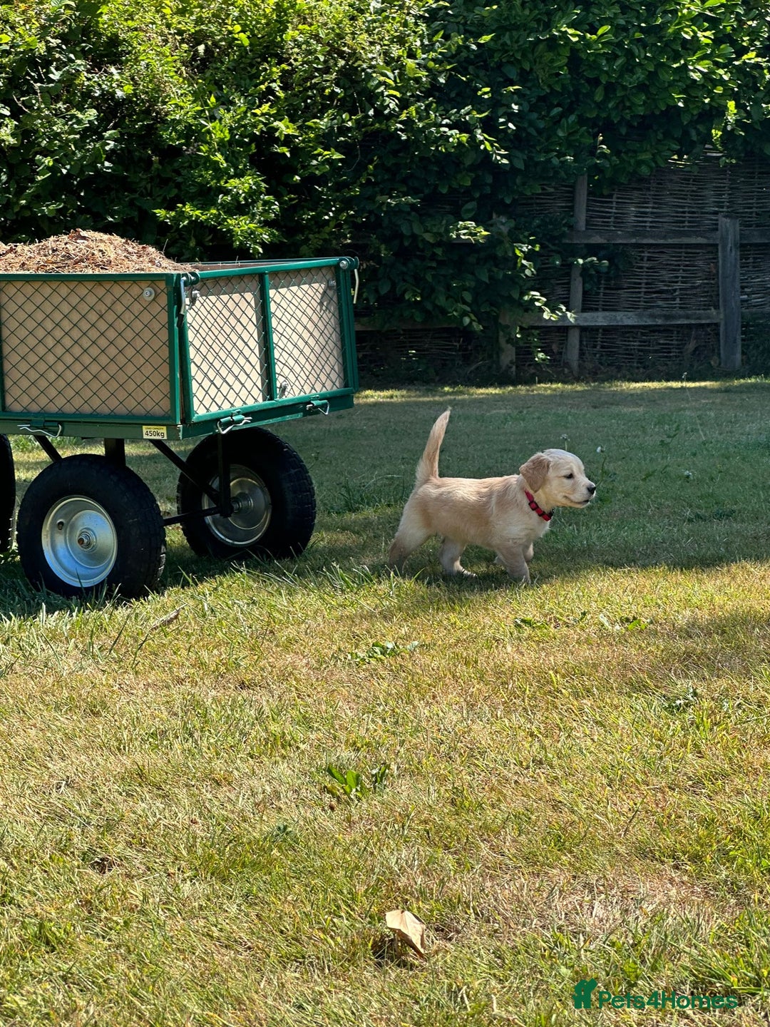 Golden Retriever dogs for sale: ⭐️Fantastic⭐️KC Reg Puppy⭐️Healthy Golden Ret - Image 10