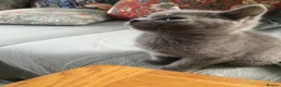 Russian Blue cats for sale: TICA registered Russian Blue kittens - Advert 12