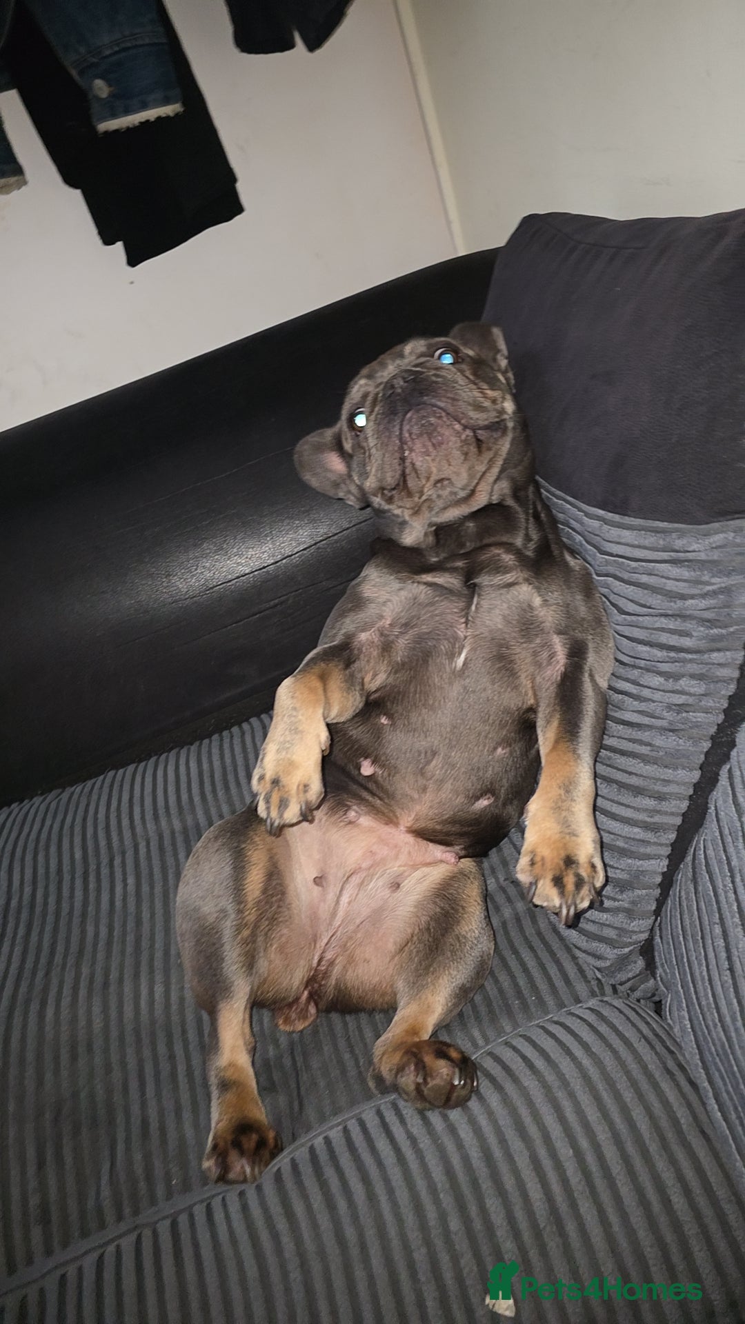 French Bulldog dogs for sale: Female french bulldog - Advert 5