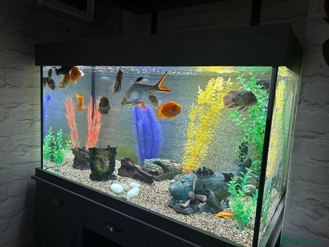 Cichlids fish for sale: Fluval shaker fish tank with fish - Image 3