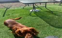 Cocker Spaniel dogs for sale: Lucky  - Image 4