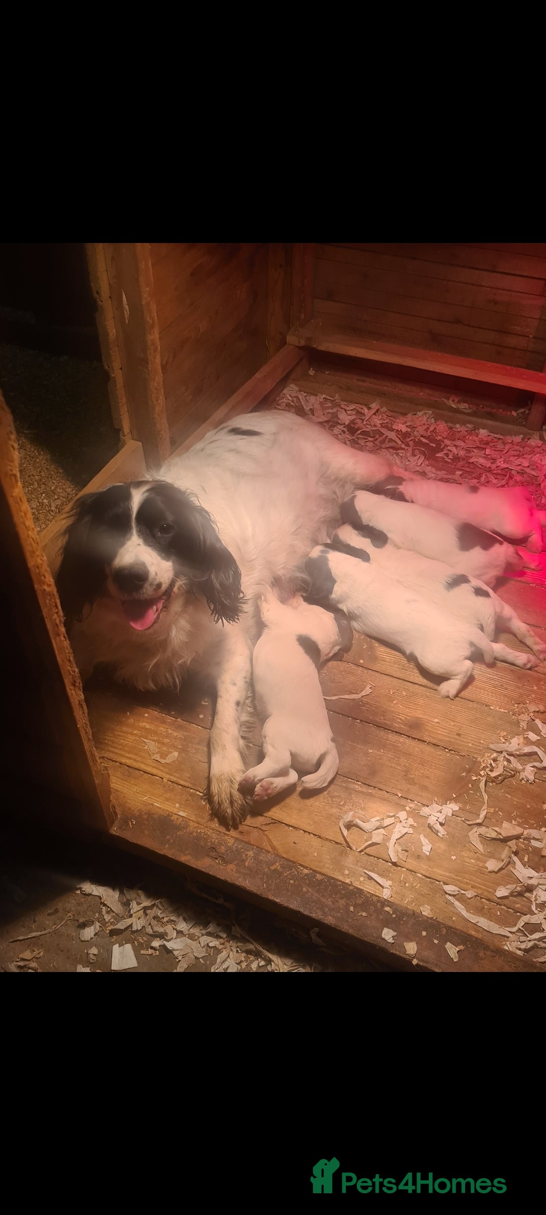 English Springer Spaniel dogs for sale: English springer spaniel pups - Advert 7