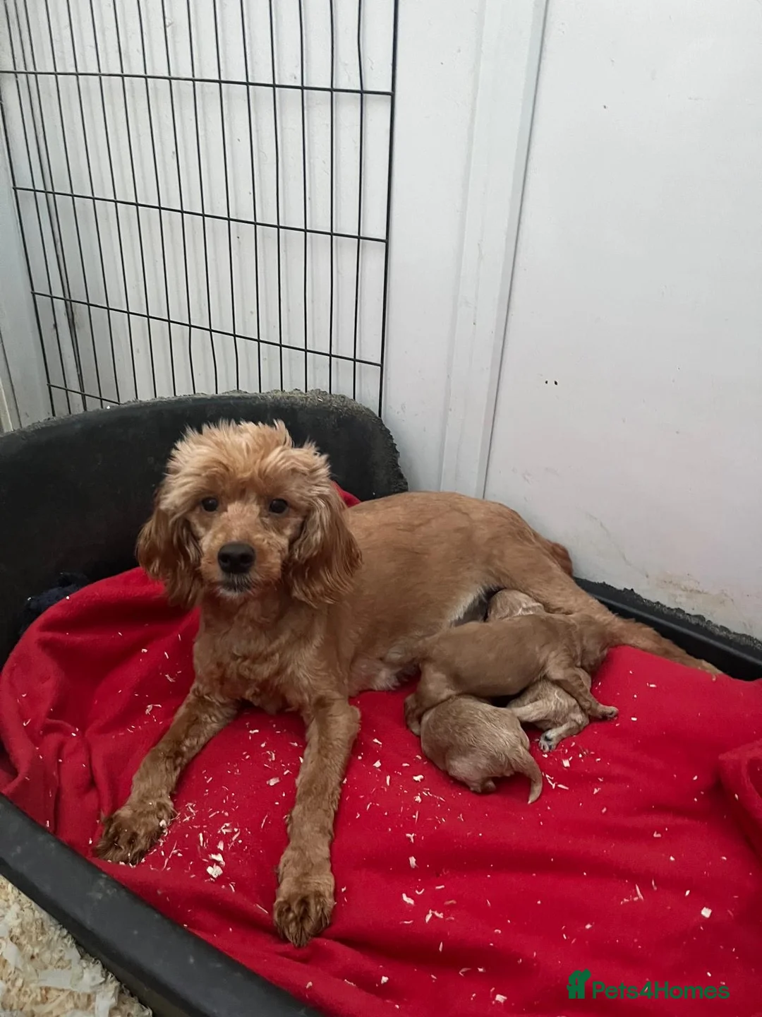 Cockapoo dogs for sale: Cockapoo Pups - Advert 2