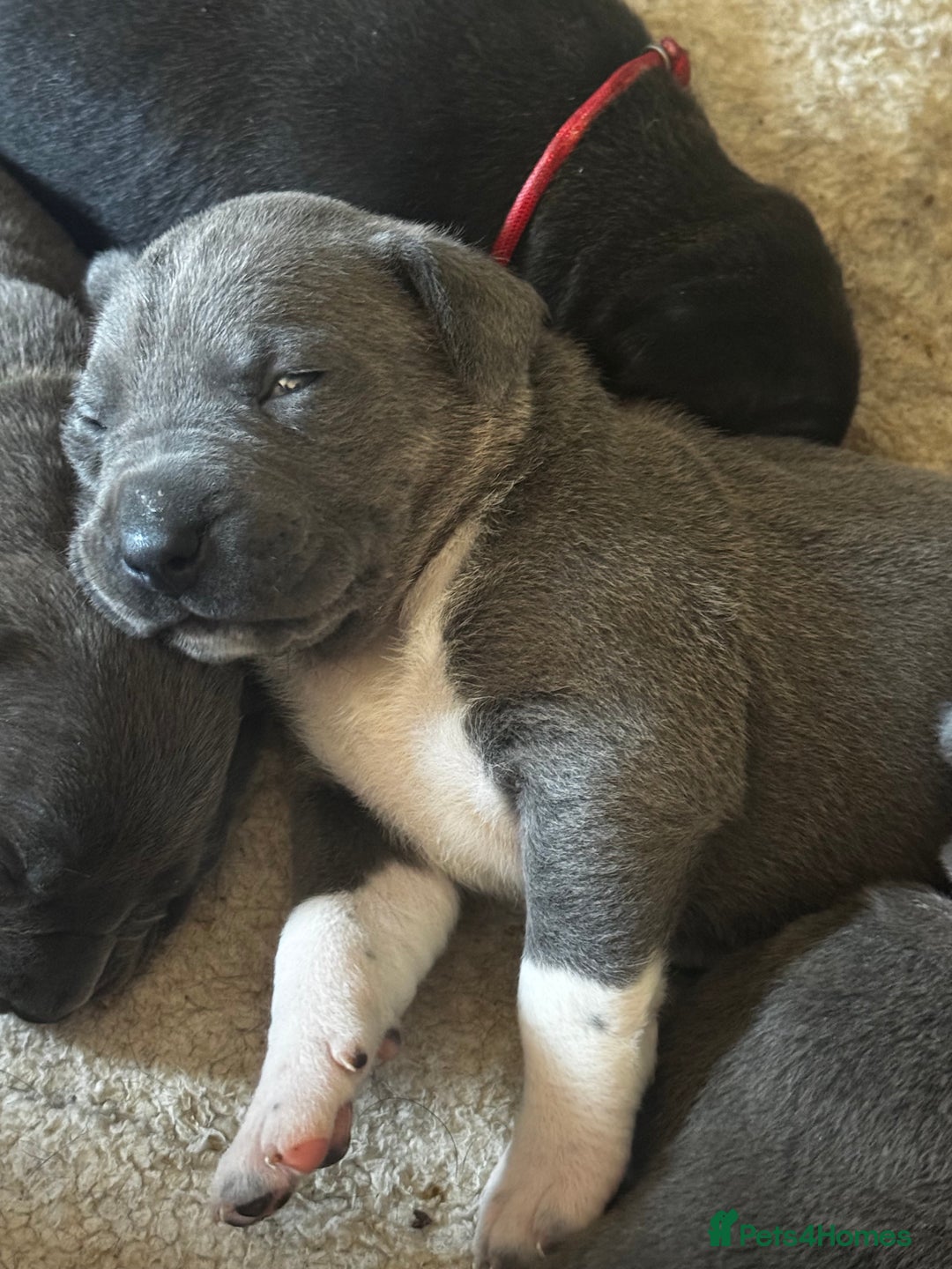 Cane Corso dogs for sale: Beautiful rare cane corso with white legs  - Advert 5